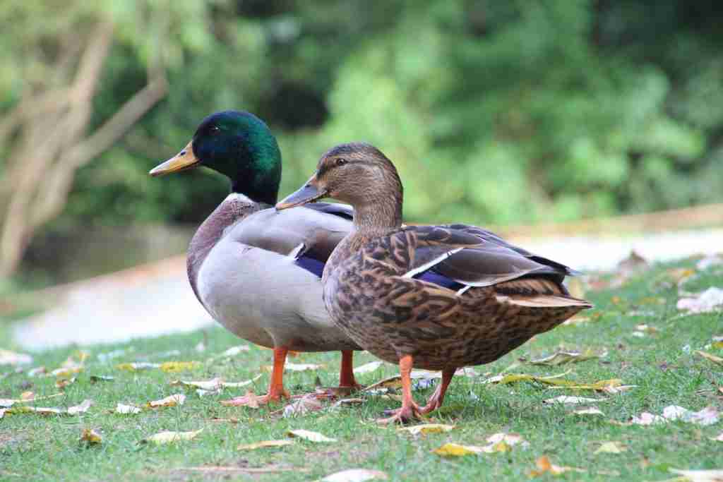 brown and white duck on green grass during daytime