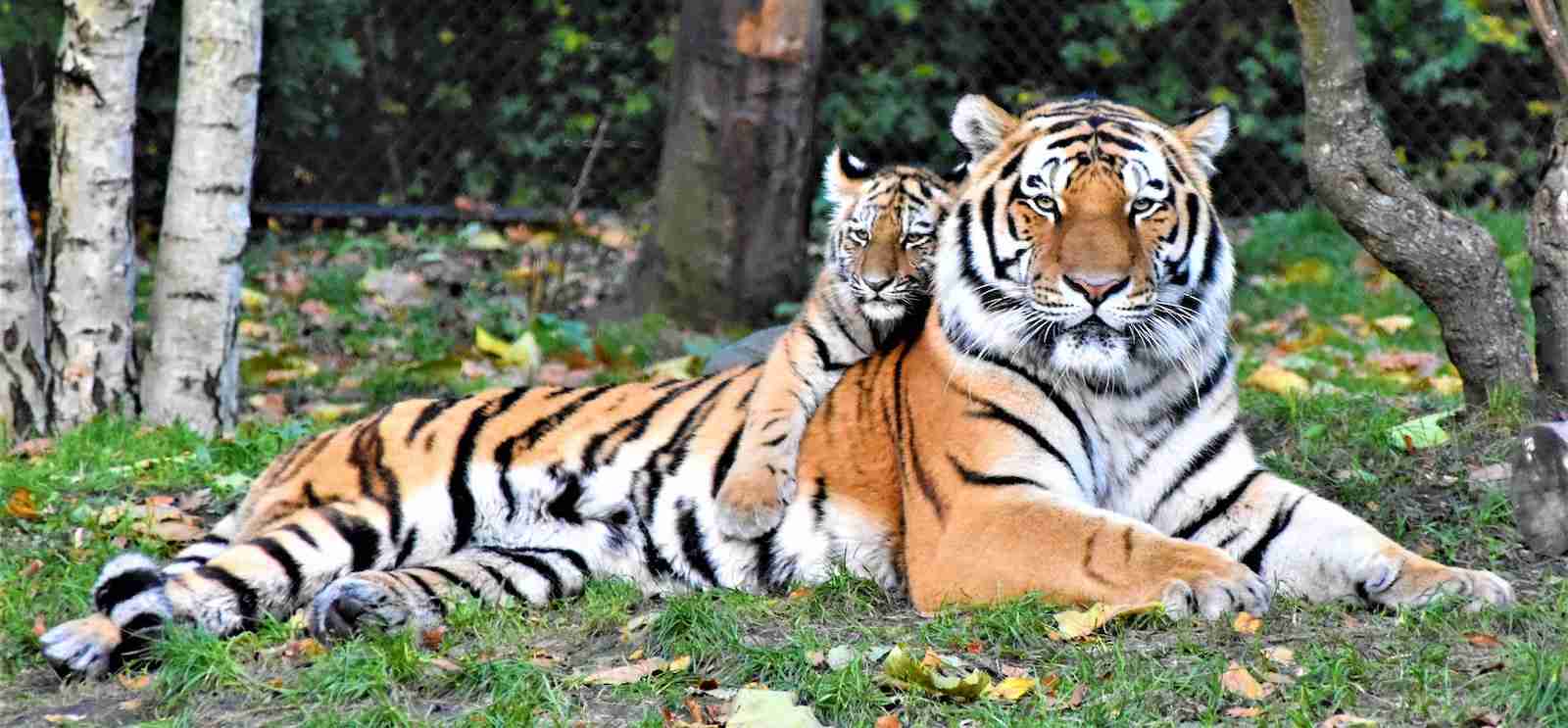 Tigeress with her cub