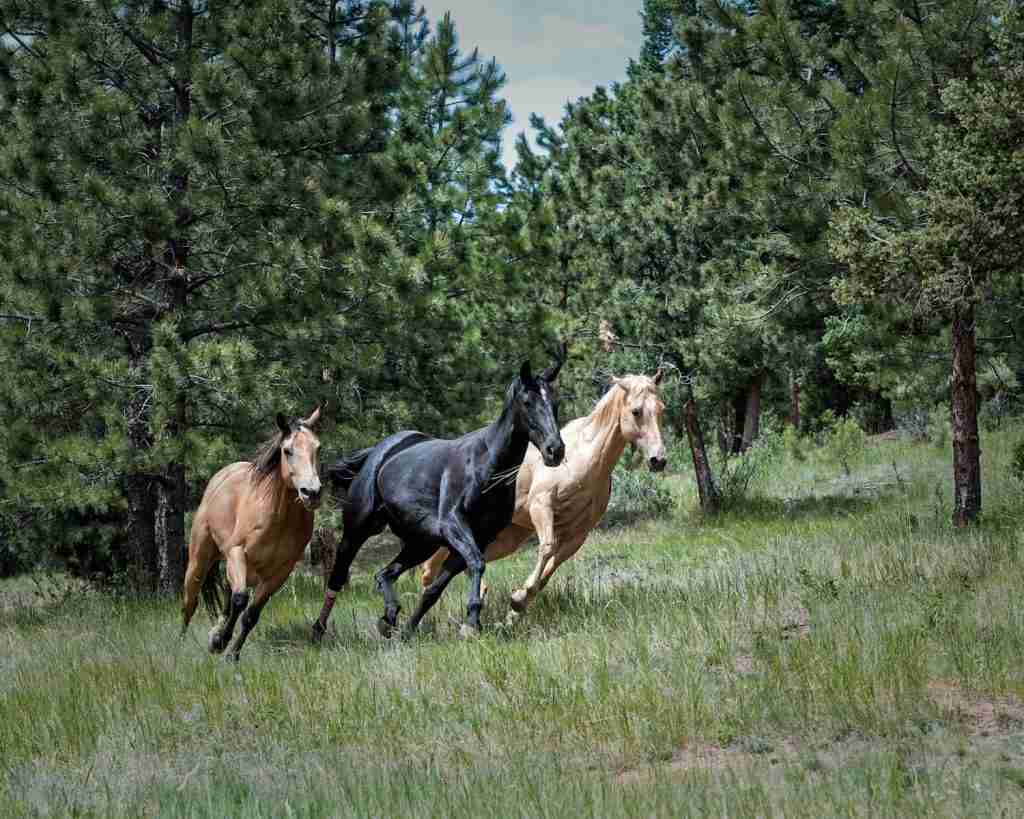 Two brown and one black horse on green grass, showcasing fun facts about horses.