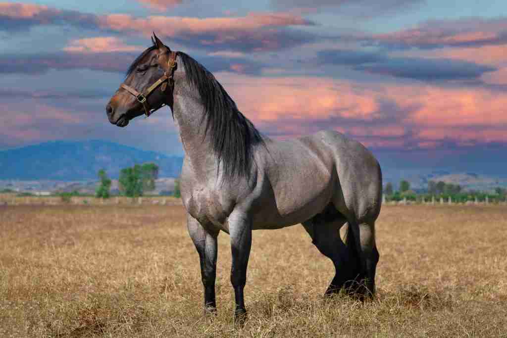 brown horse on brown grass field during daytime