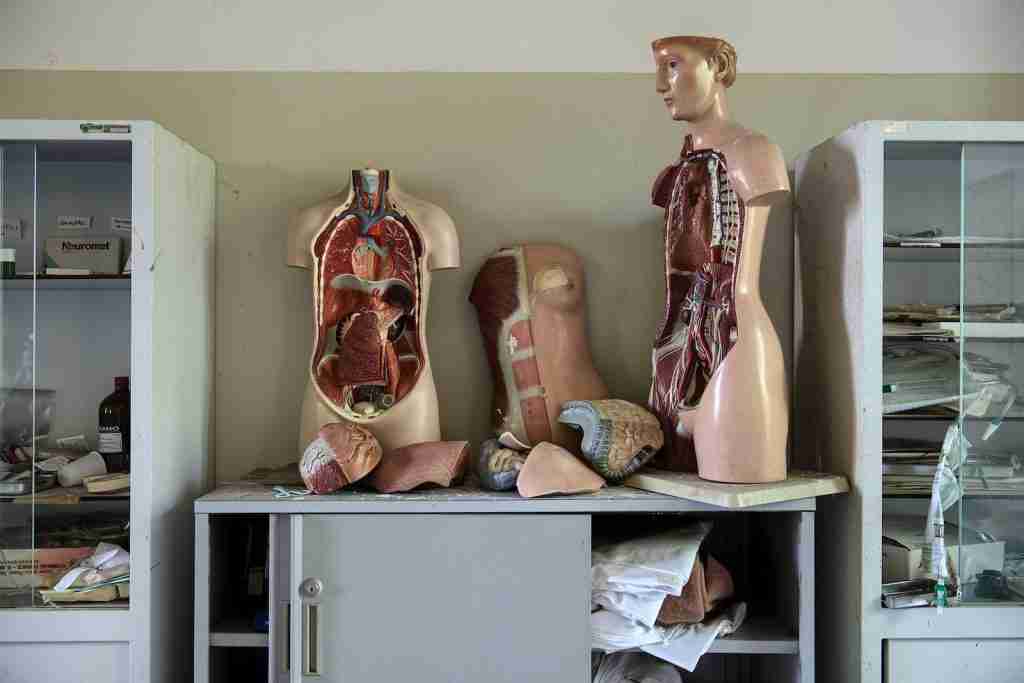 body anatomy mannequins on table :  Fun Facts About The Digestive System