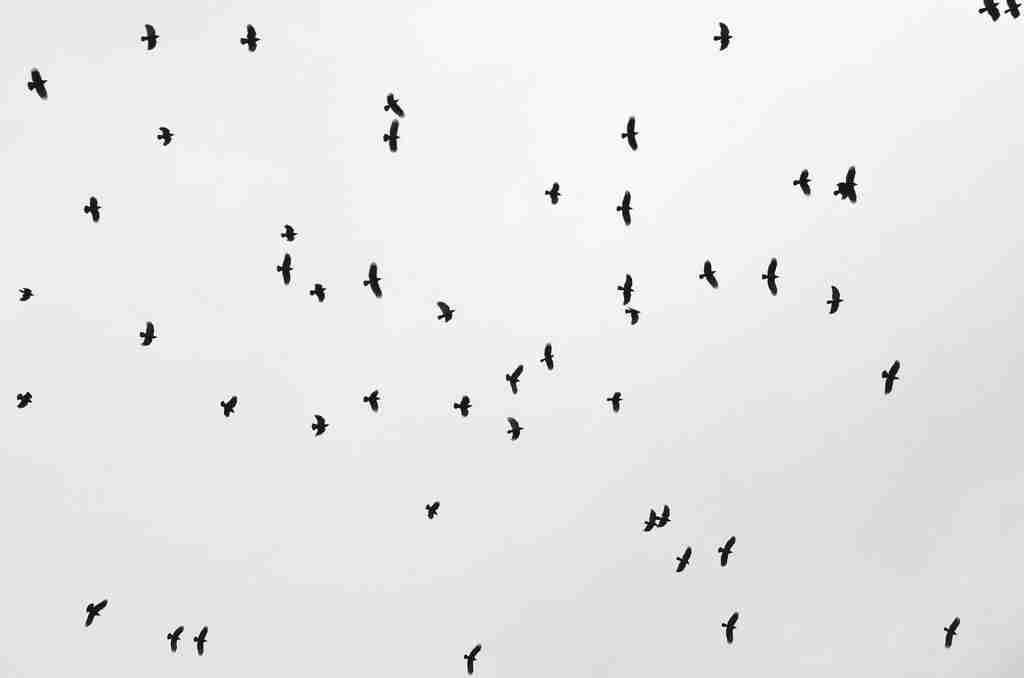 Group of Crows in the sky