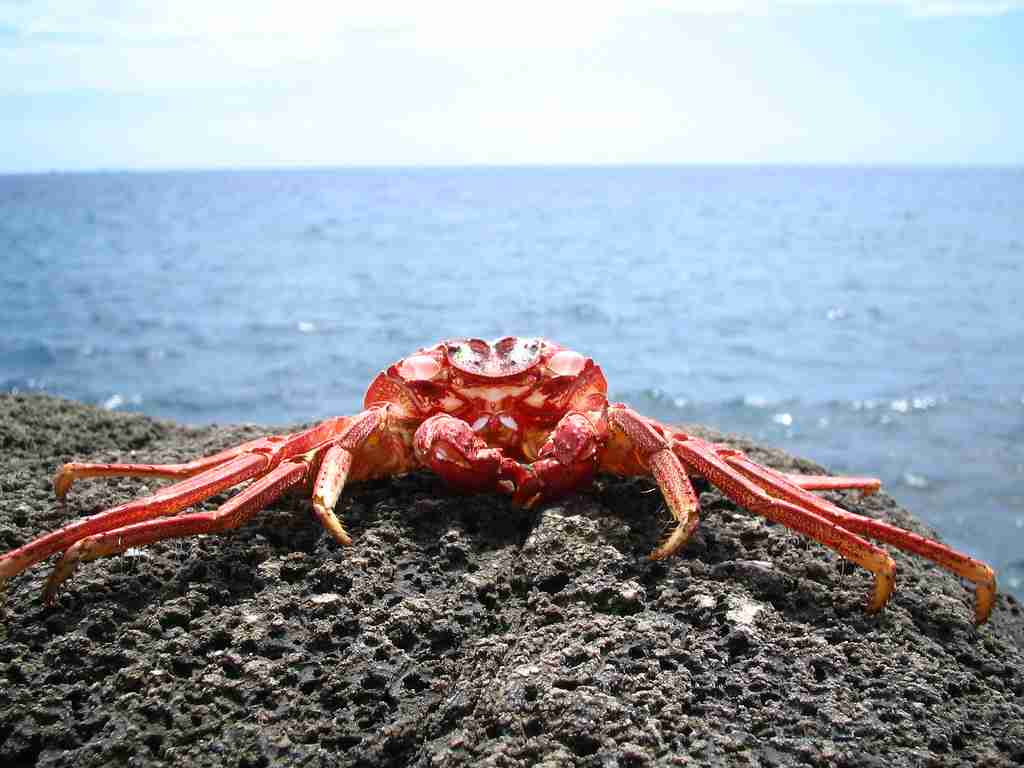 crab siting on a stone