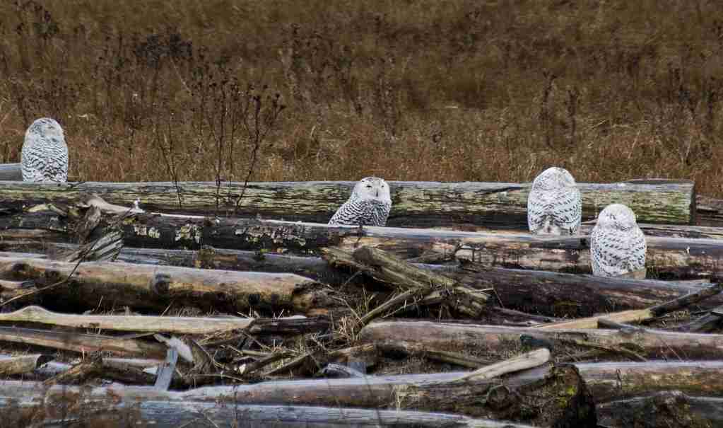 four owls sitting on some woods 