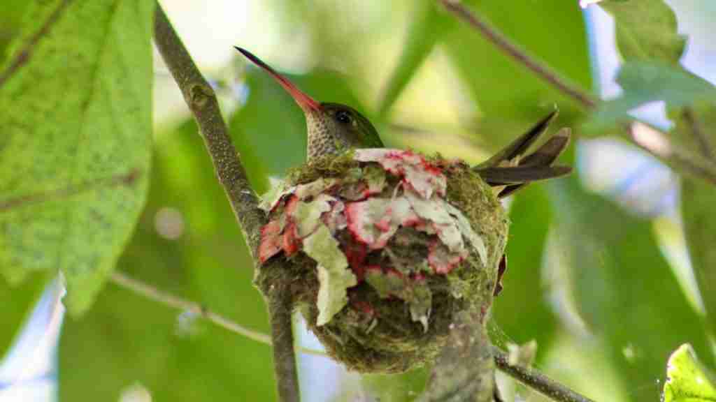 a bird is sitting on a branch with a nest in it's mouth