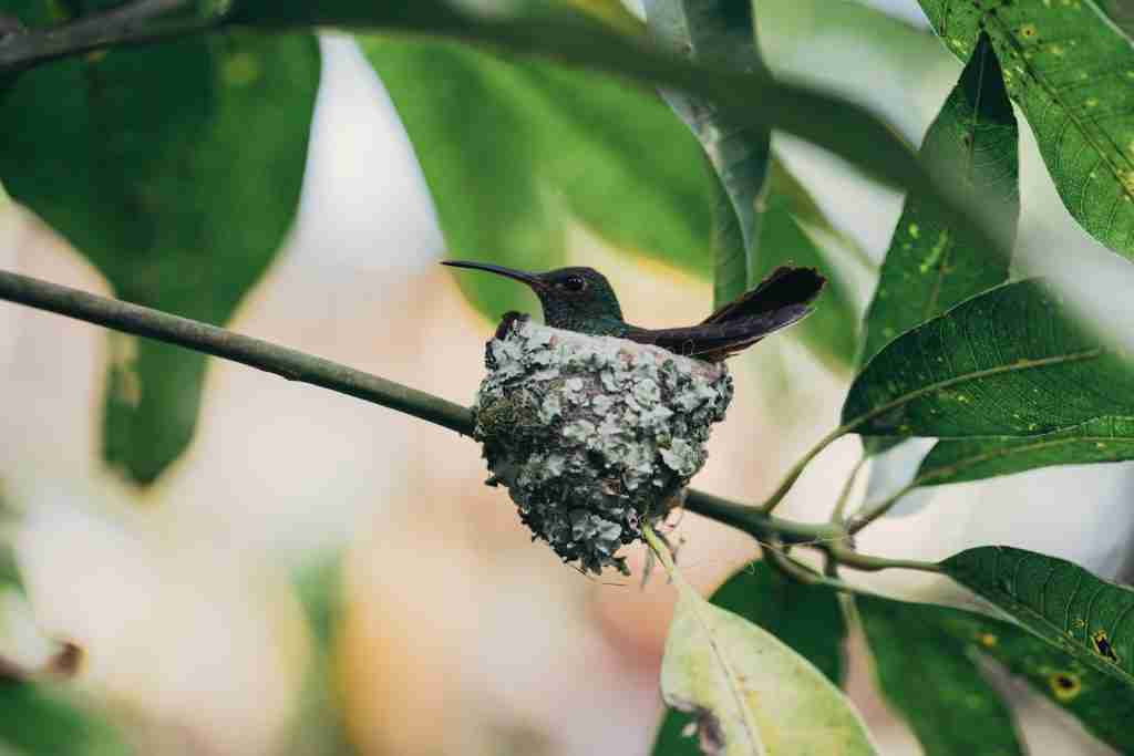 black and white bird on tree branch during daytime