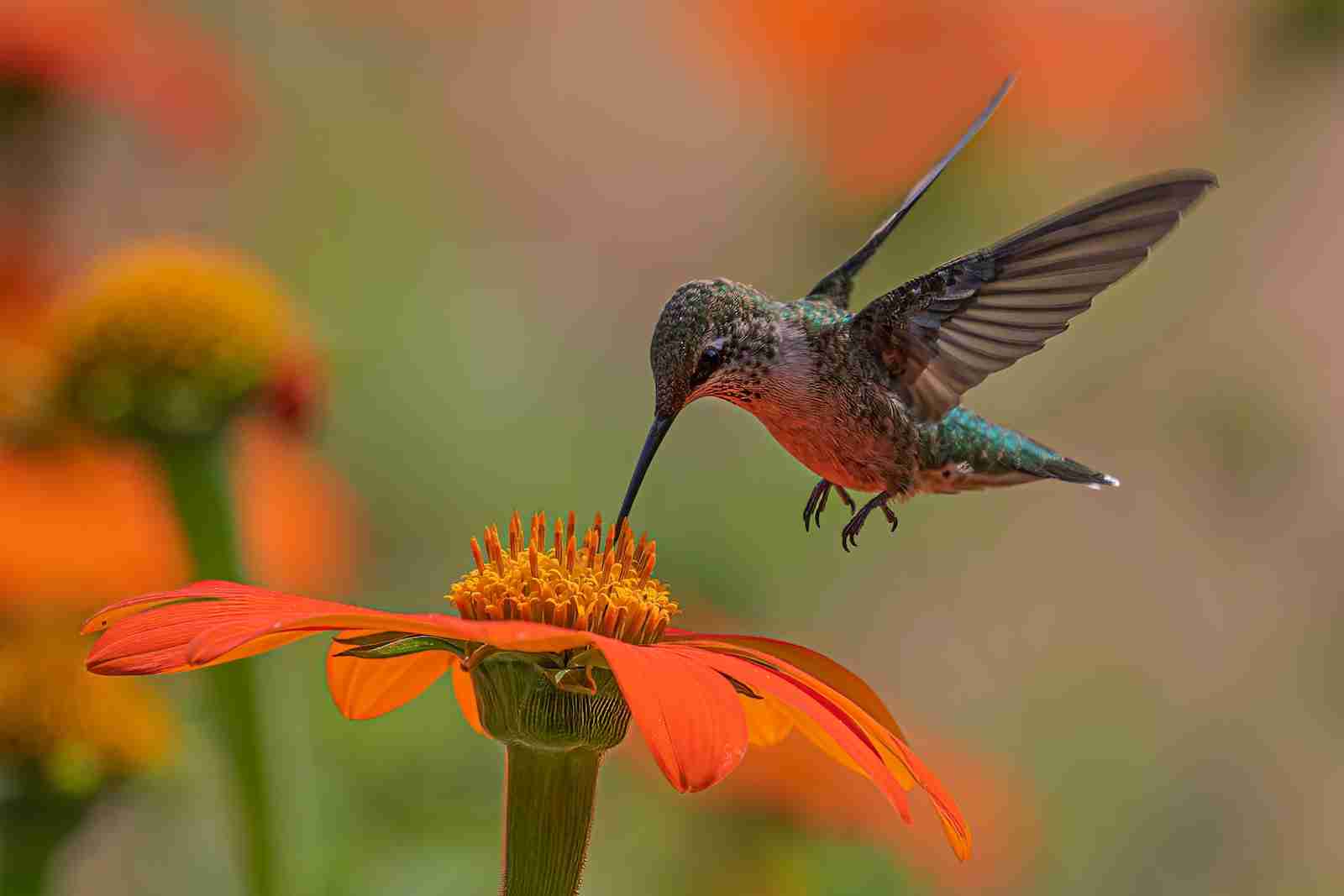 a hummingbird hovering over an orange flower