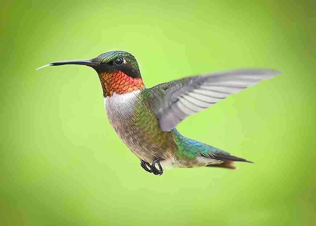 green and brown humming bird flying : Fun Facts About Hummingbirds