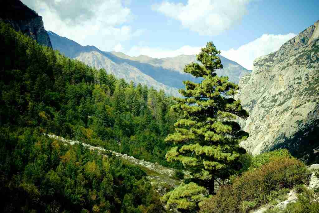 green pine trees on mountain under blue sky during daytime