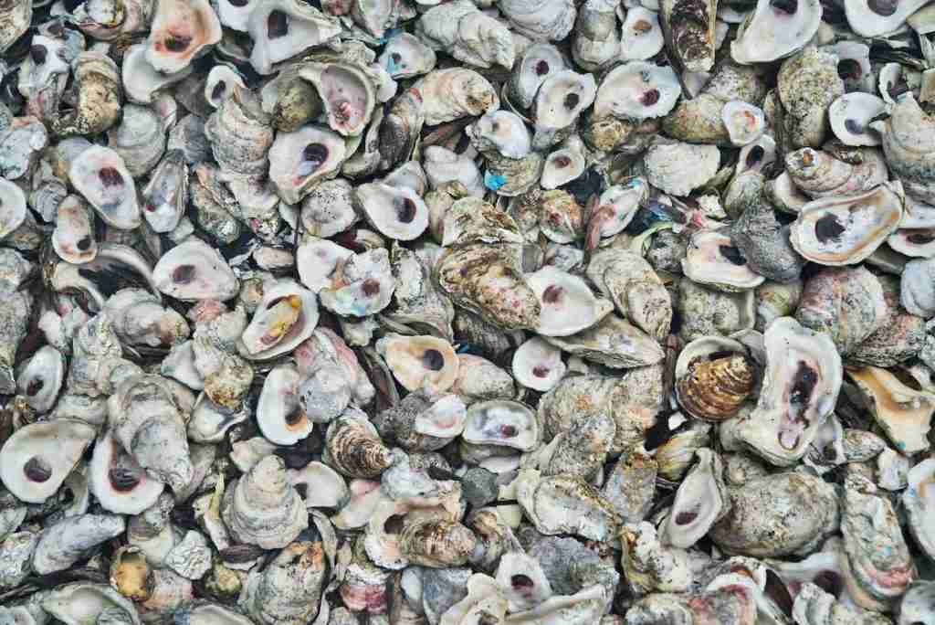 grey and white sea shells : Fun Facts About Oysters