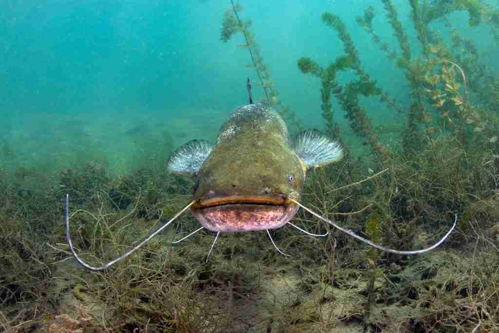 catfish underwater 