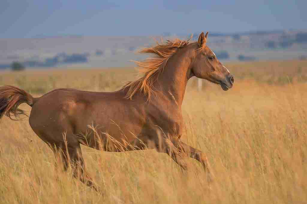 running horse