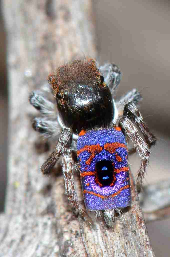 peacock spider