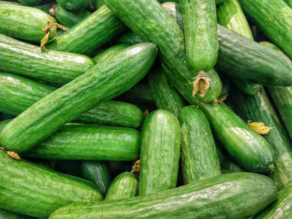 cucumber lot : Fun Facts About Vegetables