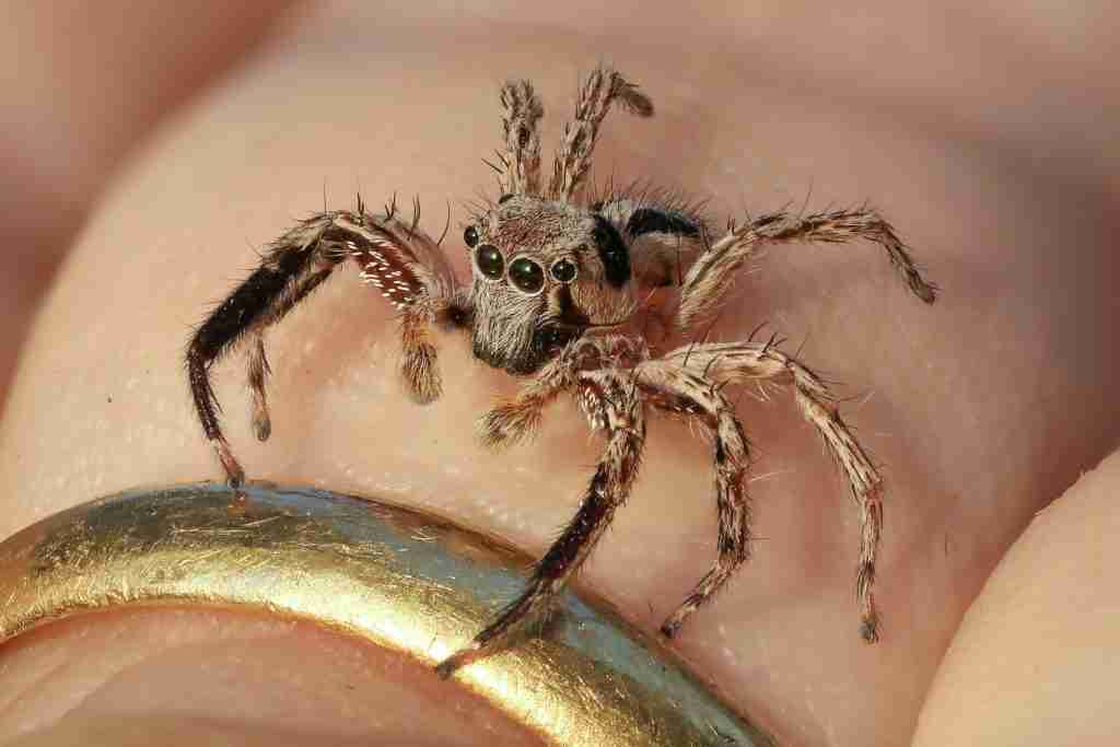 Spider on hand : Fun Facts About Spiders