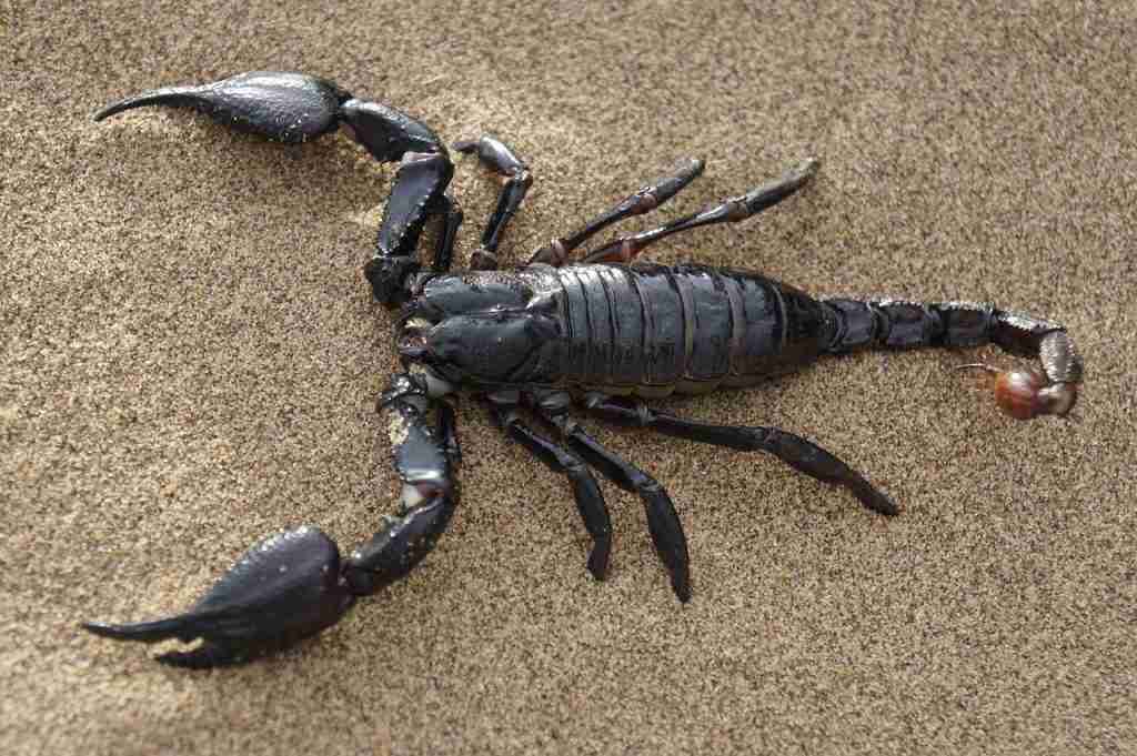 scorpion, nature, desert : Fun Facts About Scorpio