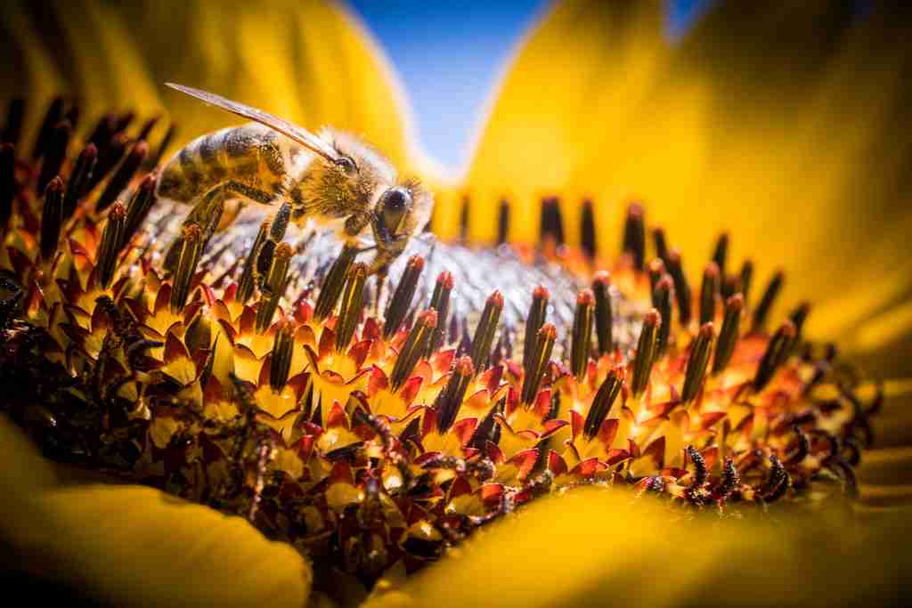 Close-up of a honey bee collecting nectar on a sunflower