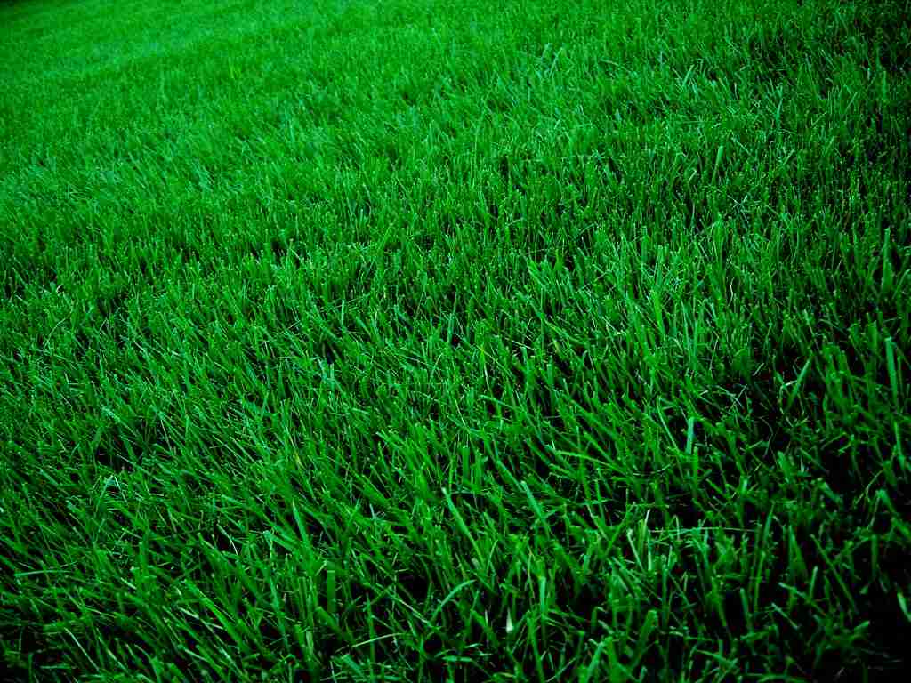 green grass : Fun Facts About Grass.