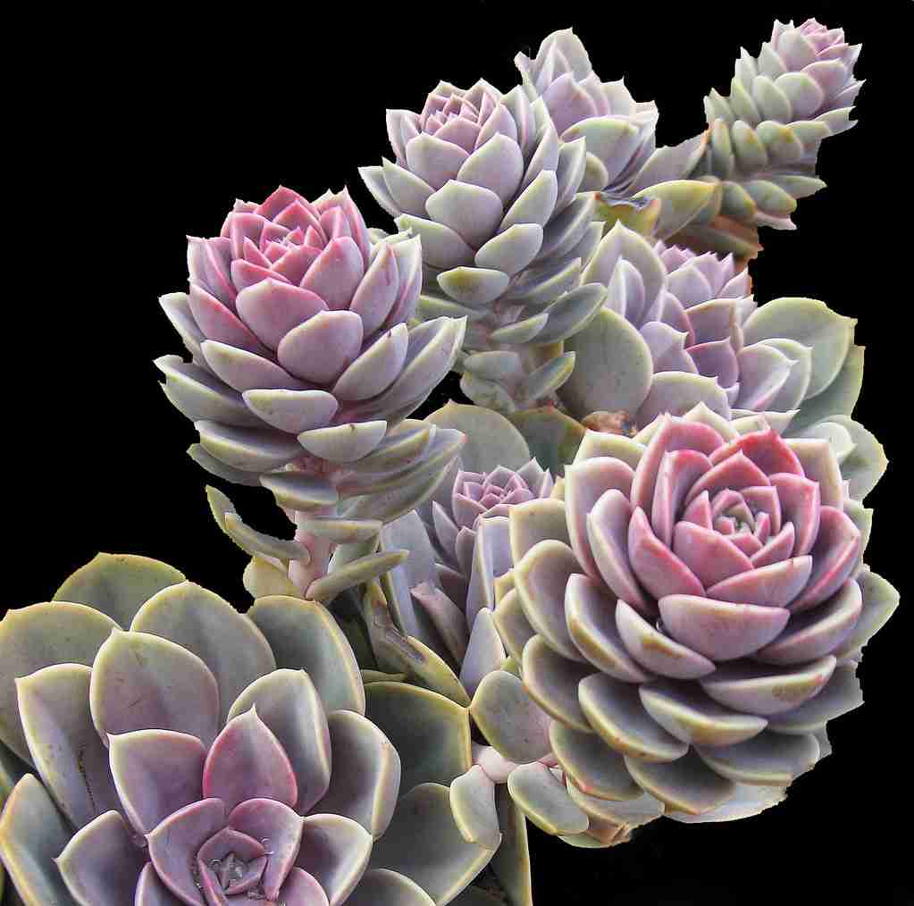 Hens and Chicks: Succulents : Fun Facts about Succulents