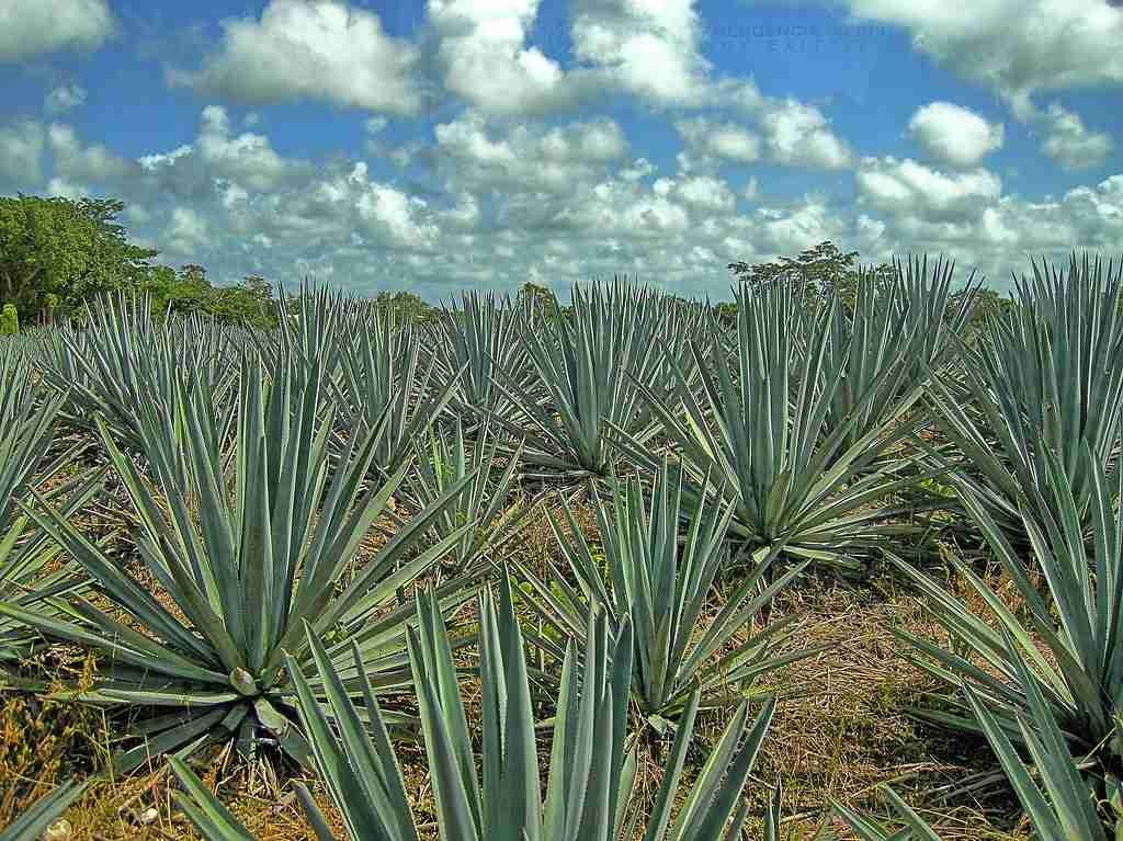 agave tequilana