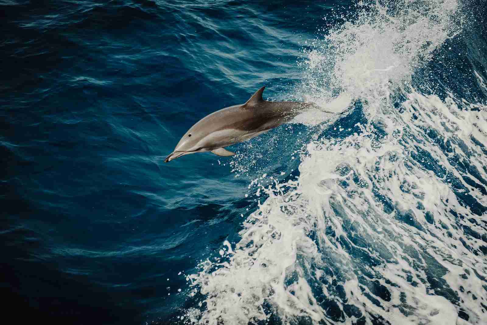 dolphin in water close-up photography