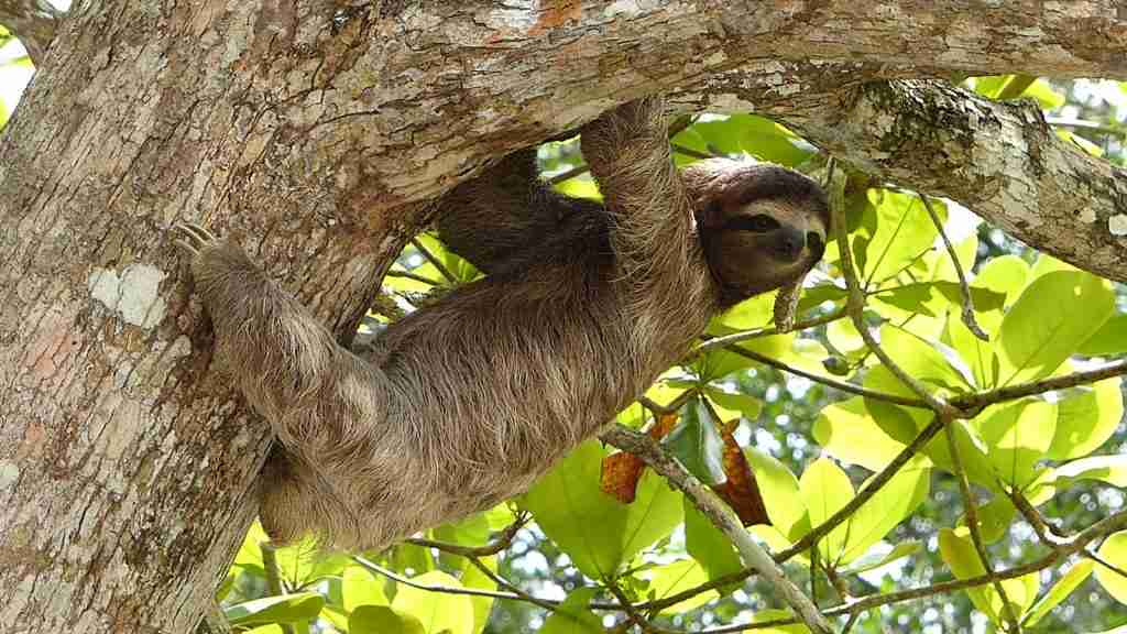 brown animal hanging on tree