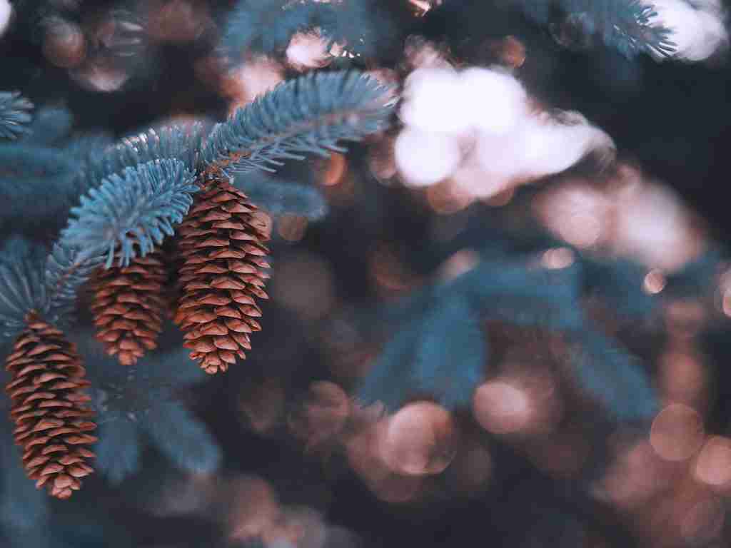 green pine tree leaves in tilt shift lens : Fun Facts About Pine Trees