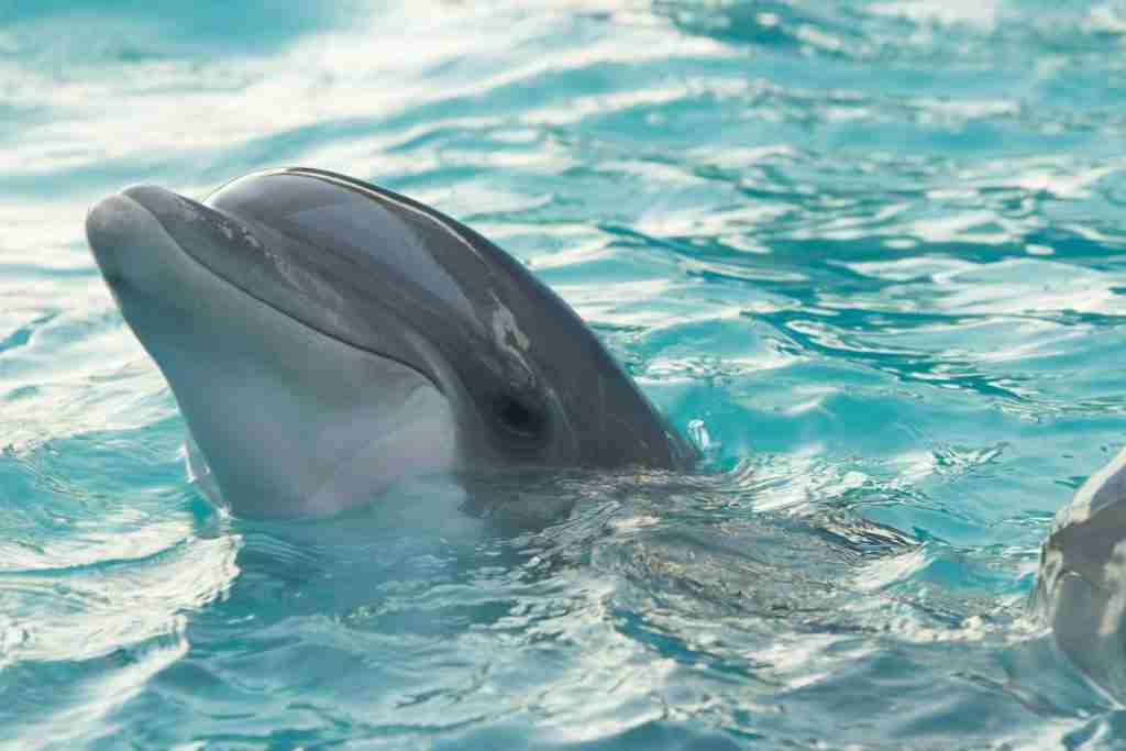 Dolphin in water: showcasing fun facts about dolphins.