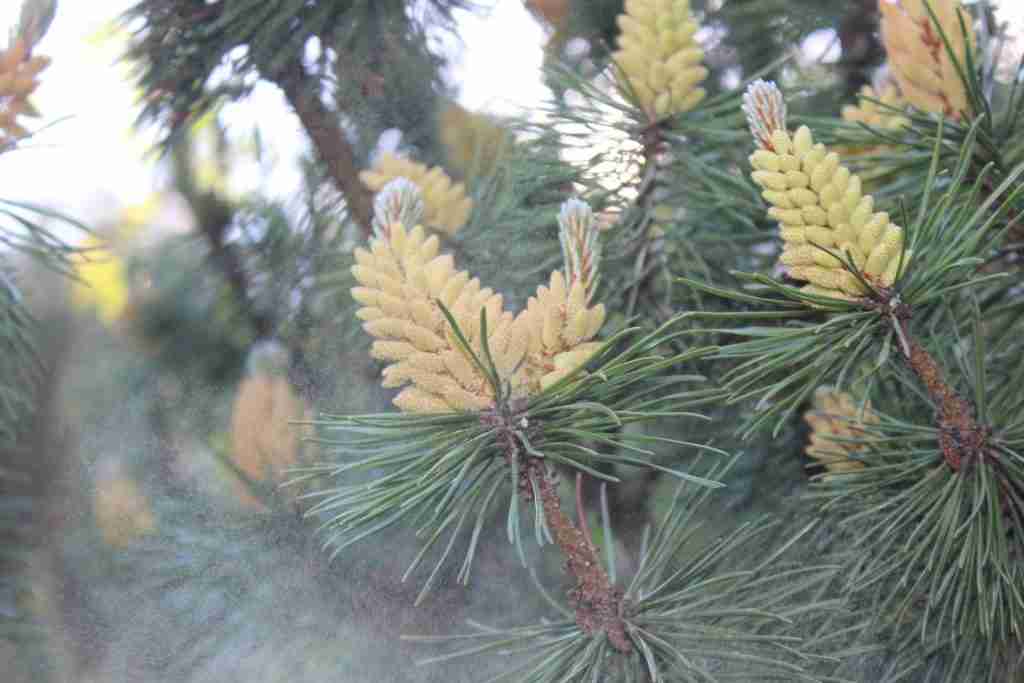 green and yellow pine cone