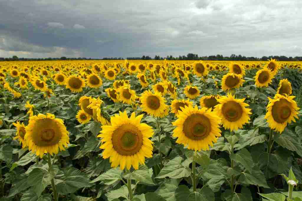 a large field of sunflowers under a cloudy sky