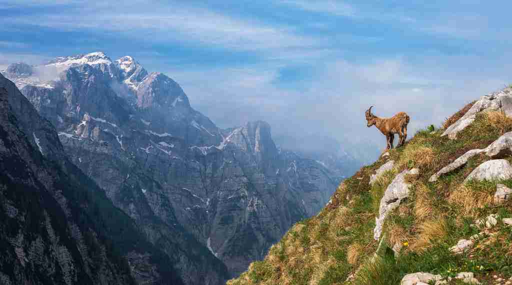 alpine wildlife : Fun Facts About Alps