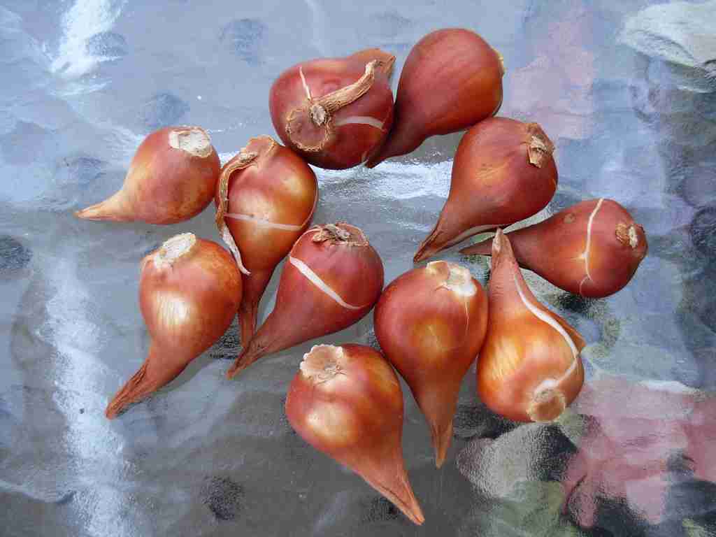 Tulip bulbs