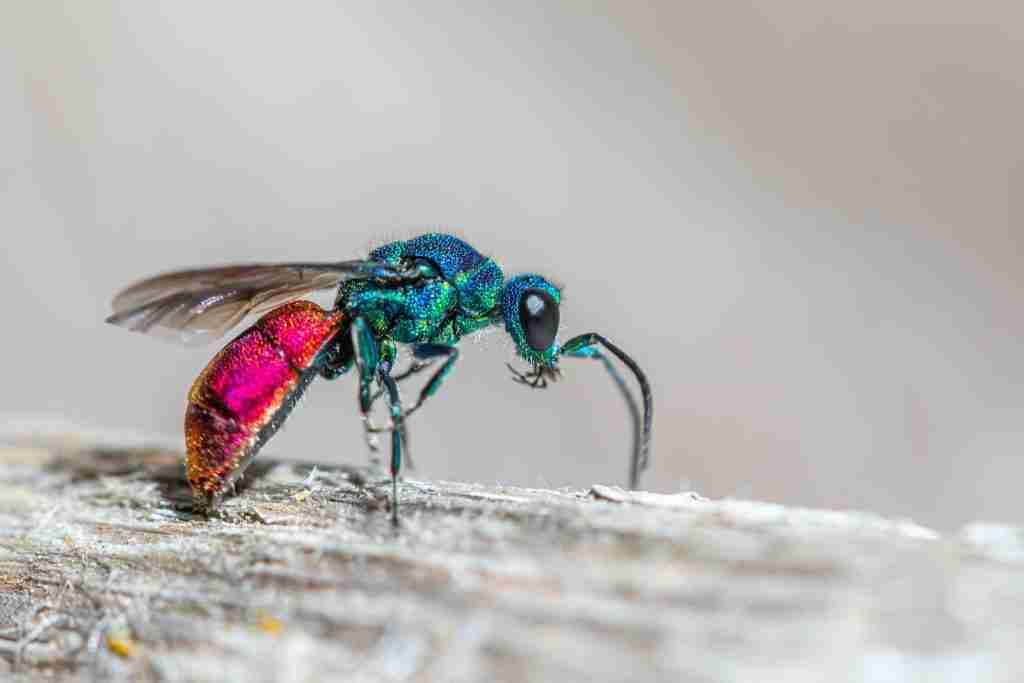 a colorful ant sitting on a piece of wood making another amazing fun facts about ants