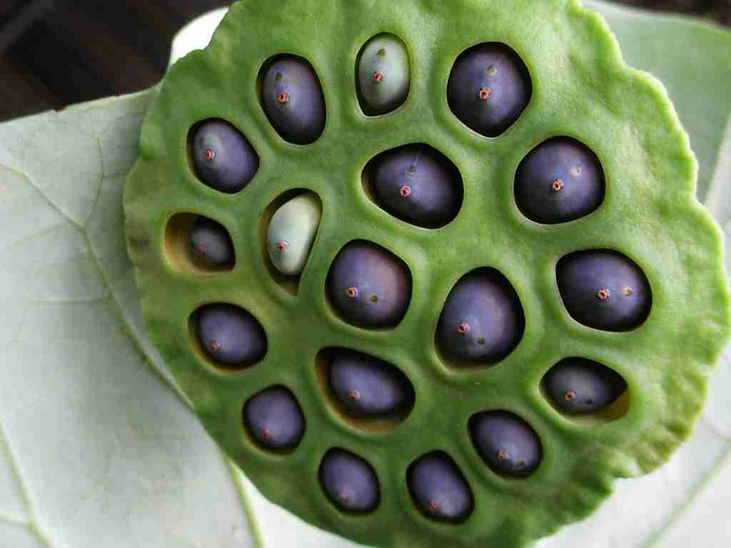 lotus seeds : Fun Facts About Seeds