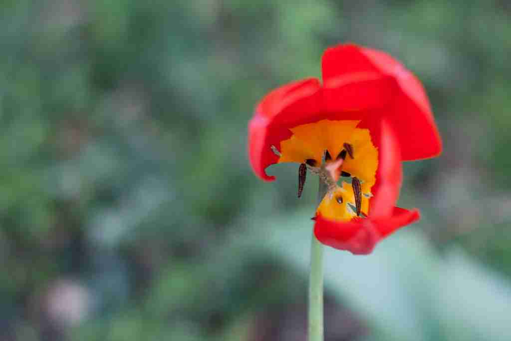 Broken tulips