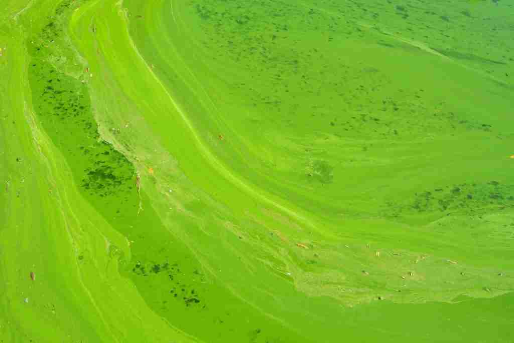 aerial photography of green grass