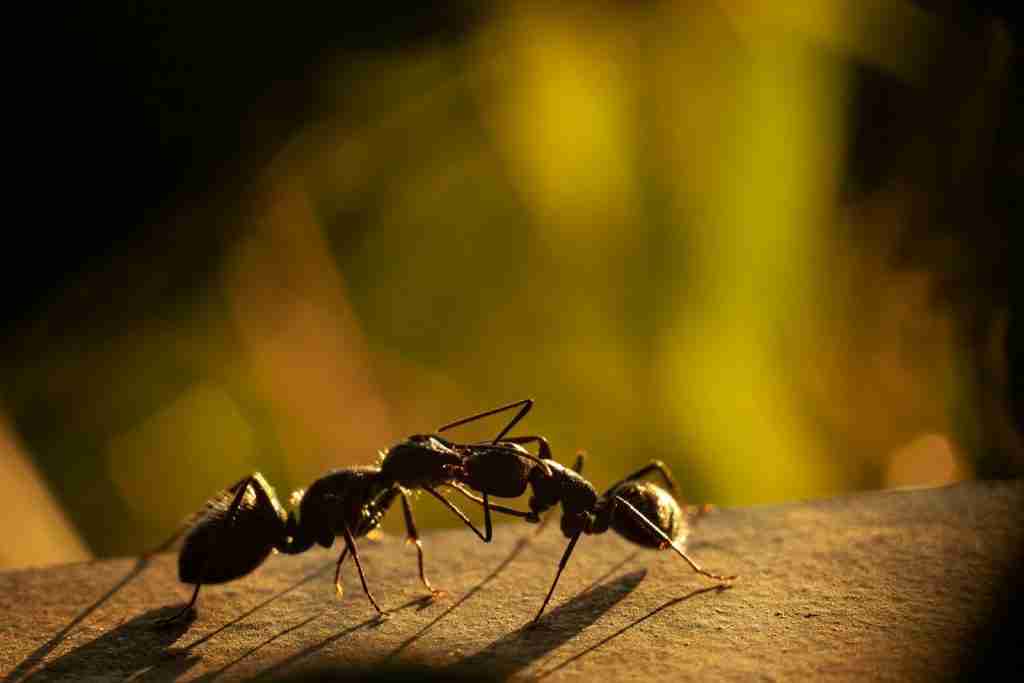 black ant on yellow background