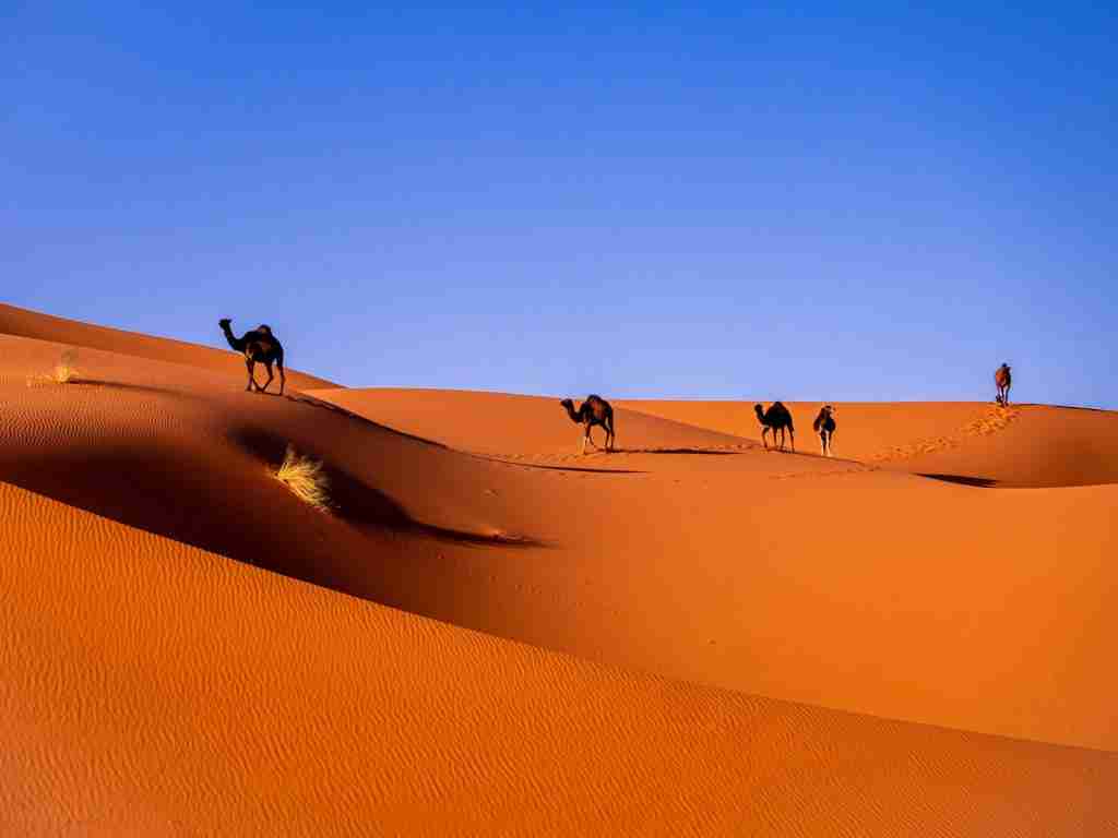 camels in a desert