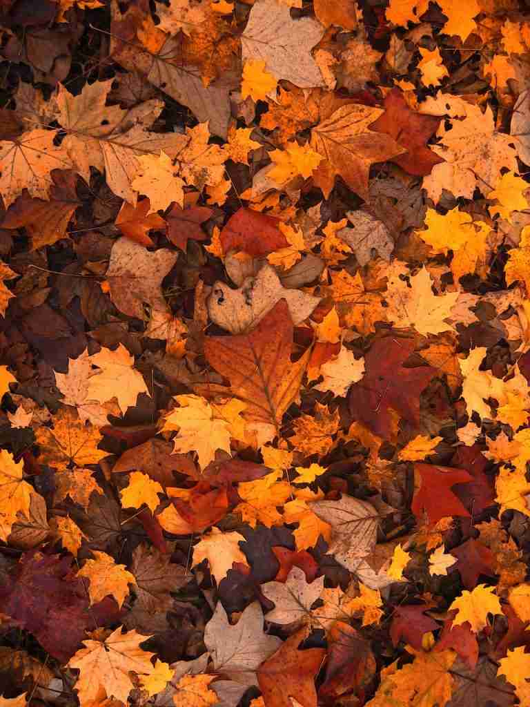 autumn, leaves, foliage : Fun Facts About Autumn