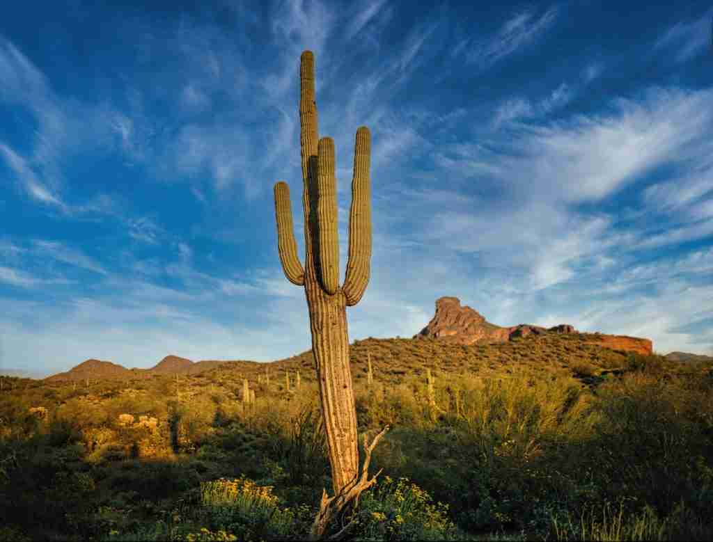 Huge Cactus On a Desert