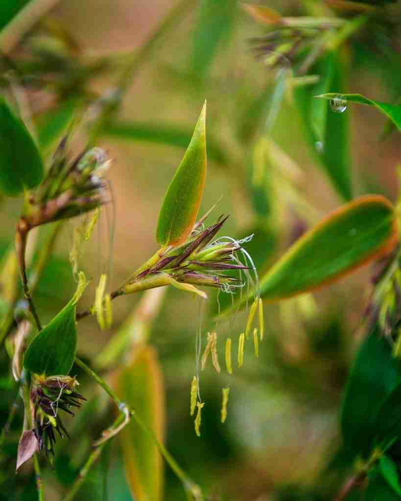 flowering bamboo. fun facts about bamboo