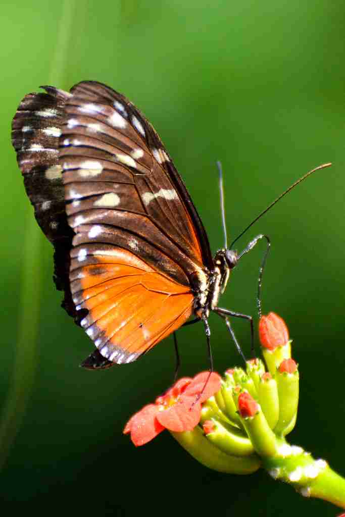 Butterflies :  Fun Facts About Science