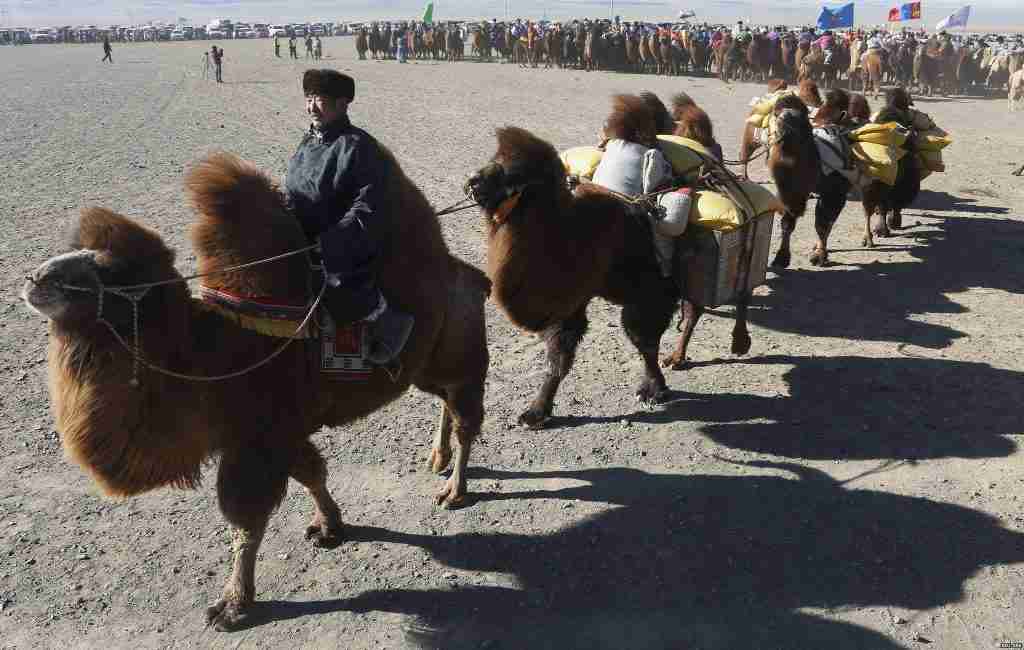 camel festival in Gobi Desert, fun facts about the gobi desert