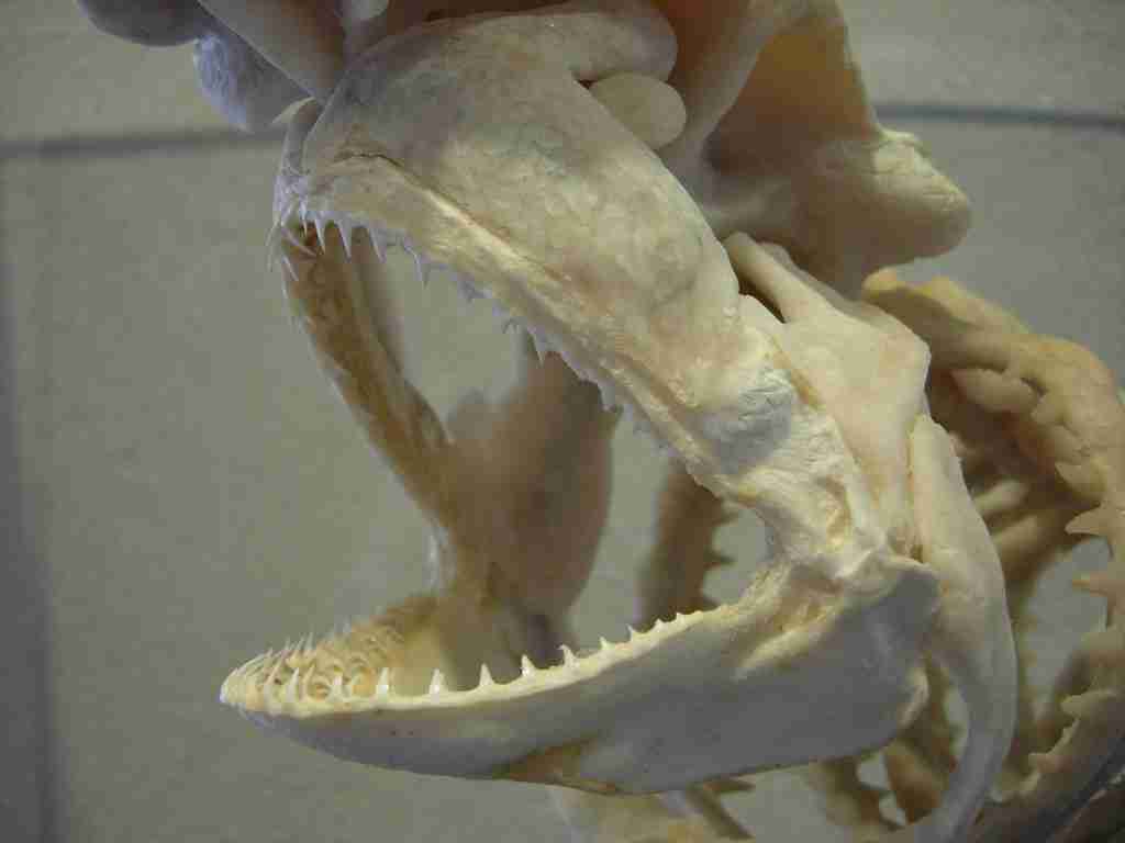 shark skeleton, fun facts about sharks