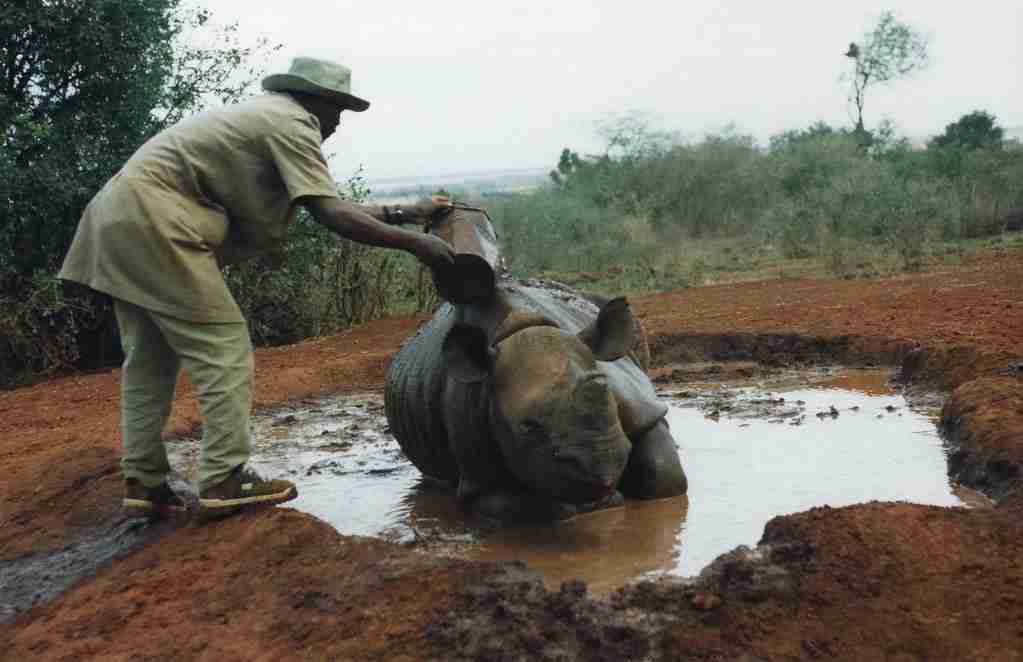 rhinos mud bath, 12 interesting facts about rhinos