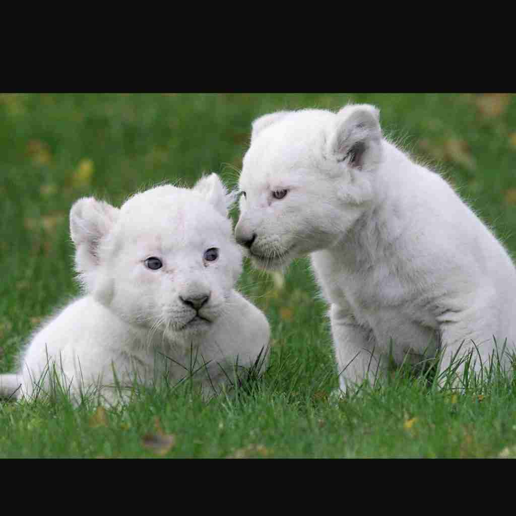 white panther cubs