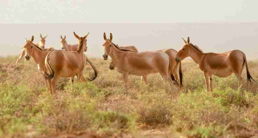 Mongolian wild ass, fun facts about the gobi desert