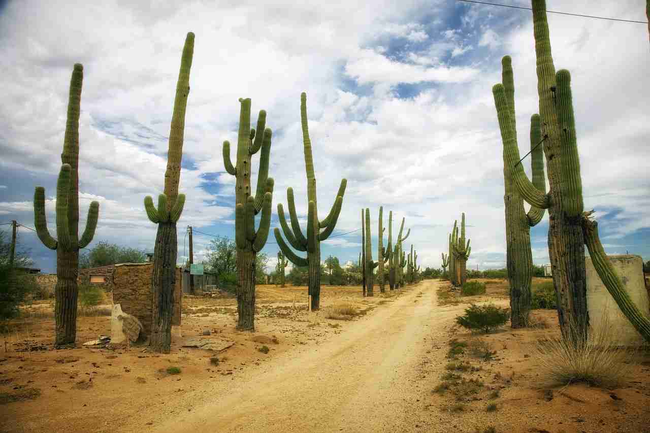 desert, catus, cacti