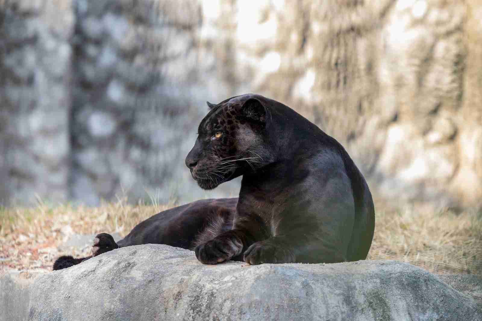 Black Panther, fun facts about black panthers