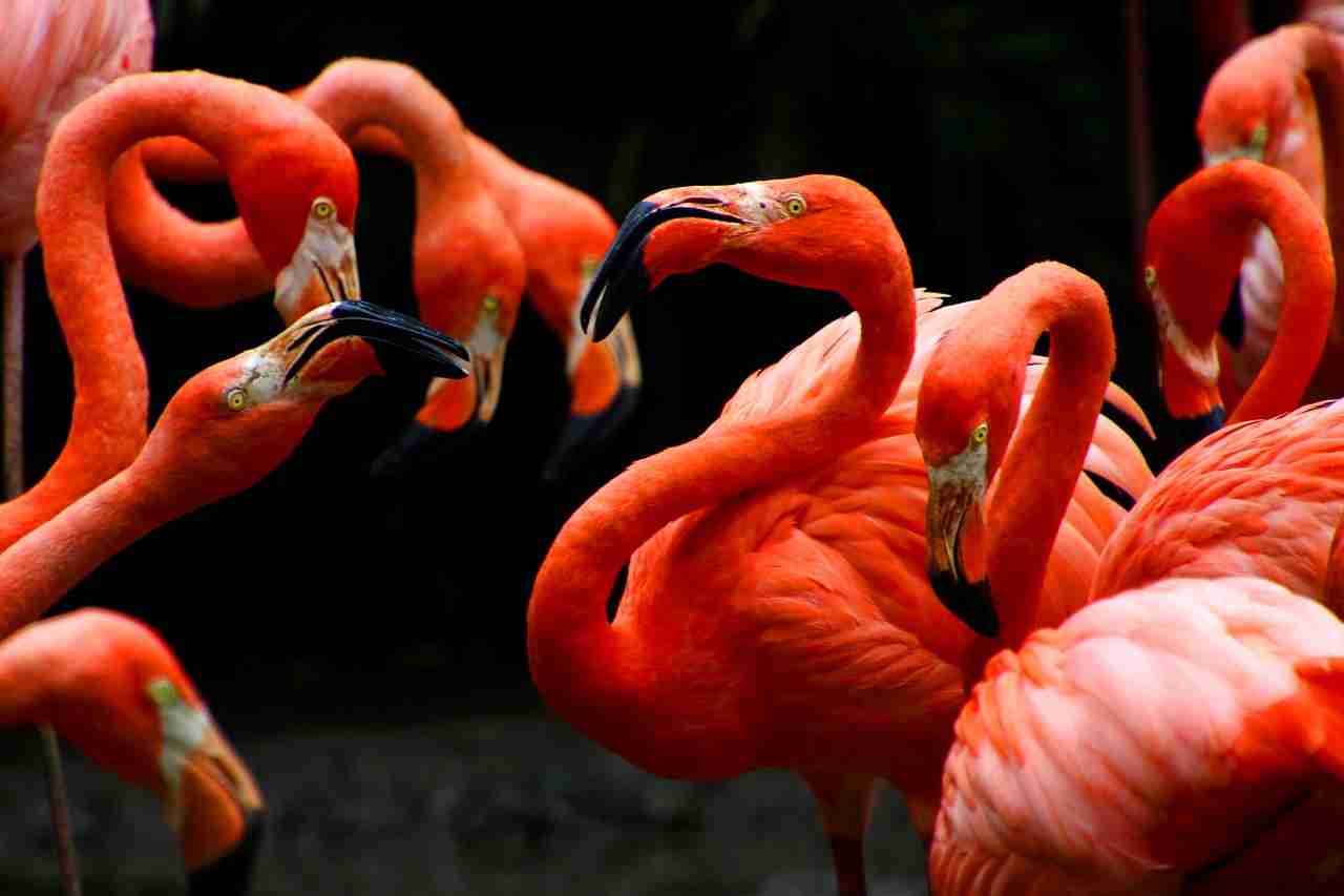 flamingos, birds, flock